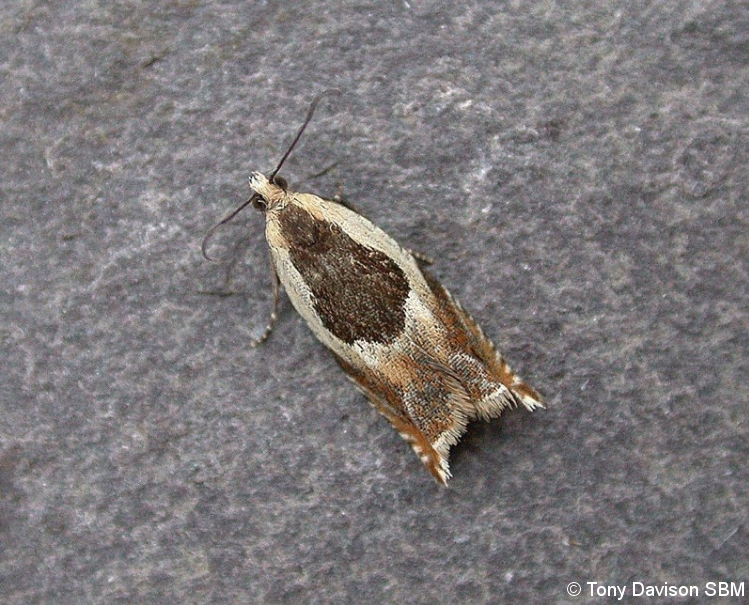 49.214 BF1126 - Tortricidae - Olethreutinae - Ancylis badiana