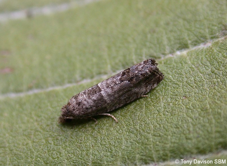 Spilonota ocellana - 19th July 2020 - Melbourne - Tony Davison