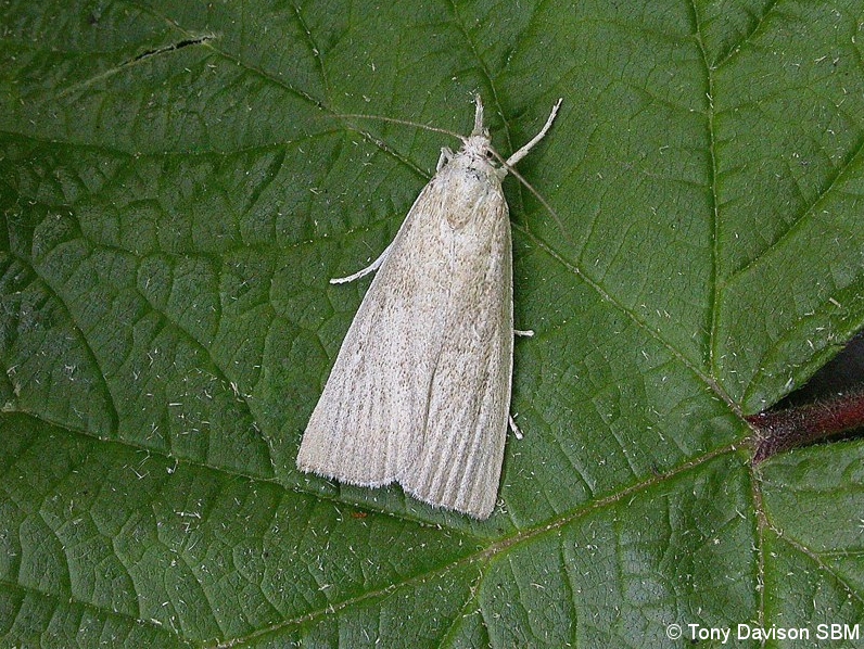 63.079 BF1292 - Crambidae - Crambinae - Calamotropha paludella