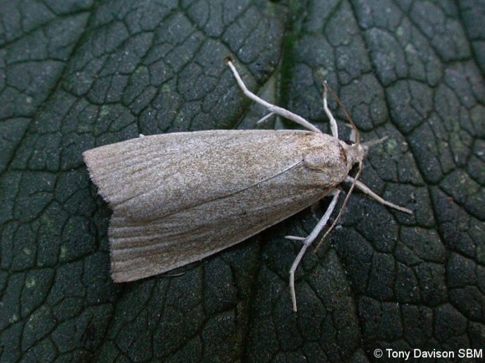 Calamotropha paludella