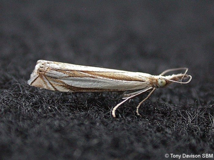 63.081 BF1294 - Crambidae - Crambinae - Crambus pascuella