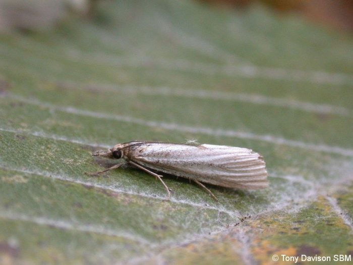 63.088 BF1302 - Crambidae - Crambinae - Crambus perlella (f.warringtonellus)