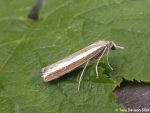 63.091 BF1307 - Crambidae - Crambinae - Agriphila latistria