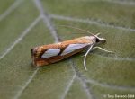 63.099 BF1313 - Crambidae - Crambinae - Catoptria pinella