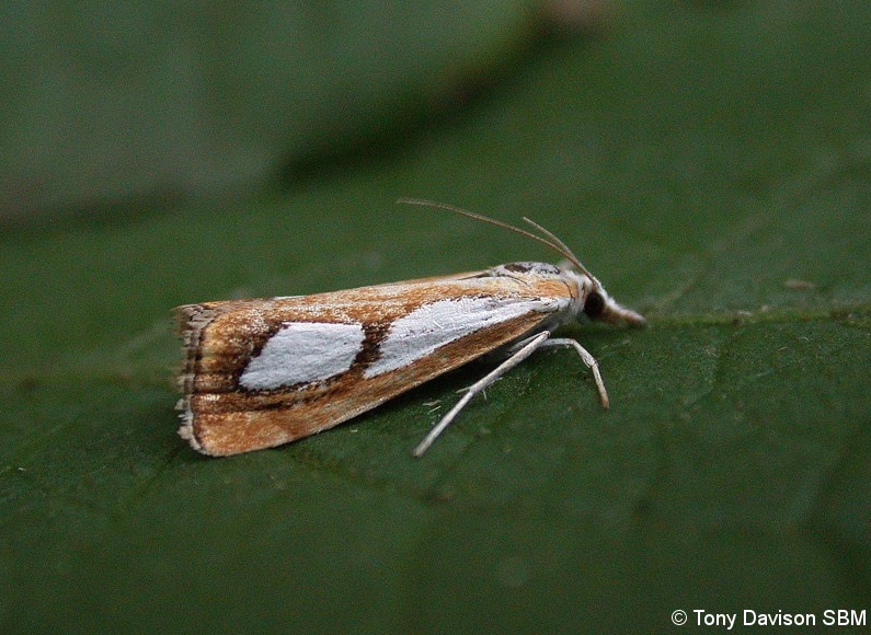 63.099 BF1313 - Crambidae - Crambinae - Catoptria pinella