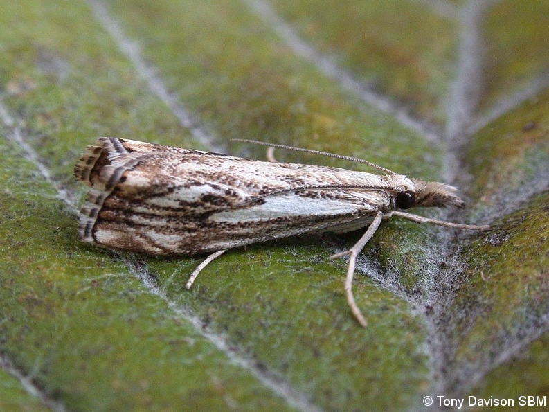 63.102 BF1316 - Crambidae - Crambinae - Catoptria falsella