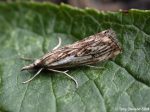 63.102 BF1316 - Crambidae - Crambinae - Catoptria falsella