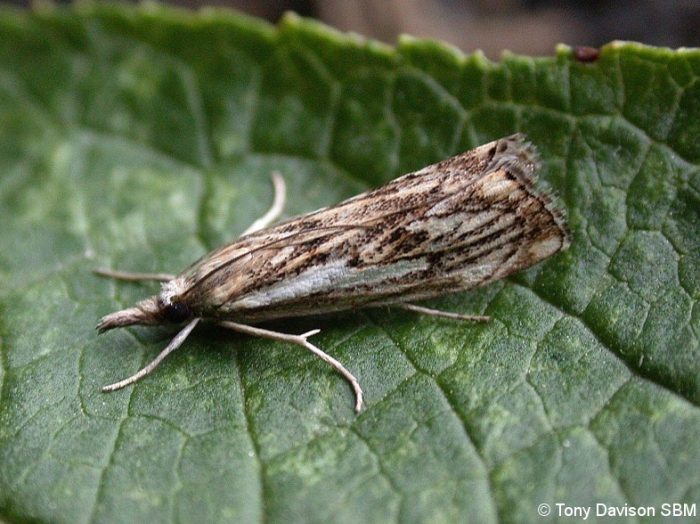 63.102 BF1316 - Crambidae - Crambinae - Catoptria falsella