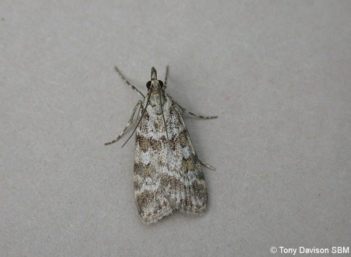 Scoparia ambigualis