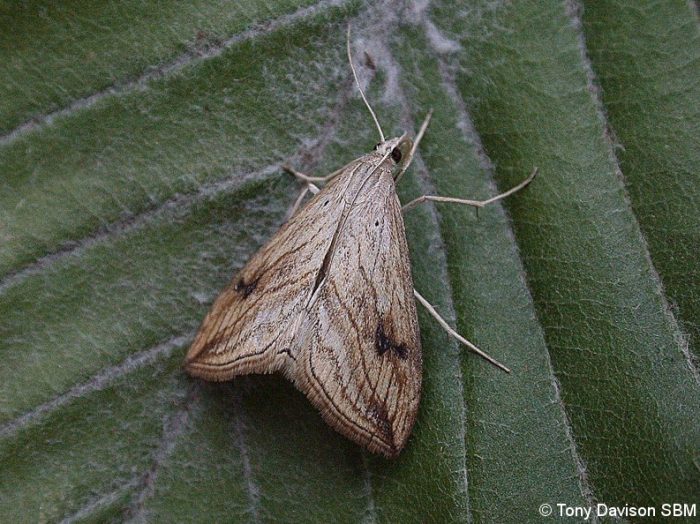 Evergestis forficalis - Garden Pearl
