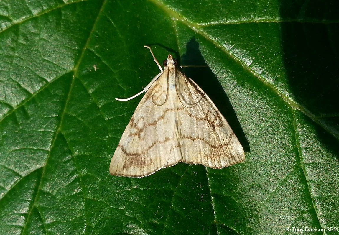 Evergestis pallidata - Chequered Pearl