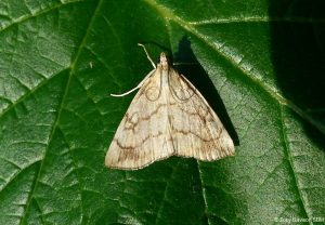63.060 BF1358Evergestis pallidataChequered Pearl