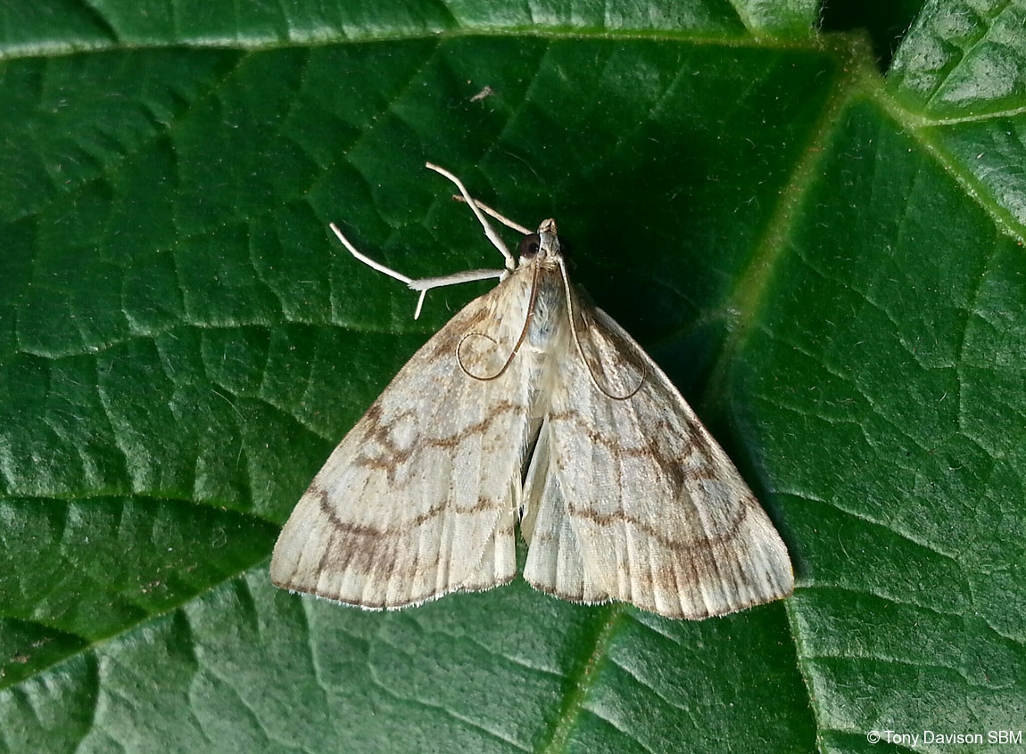 Evergestis pallidata
