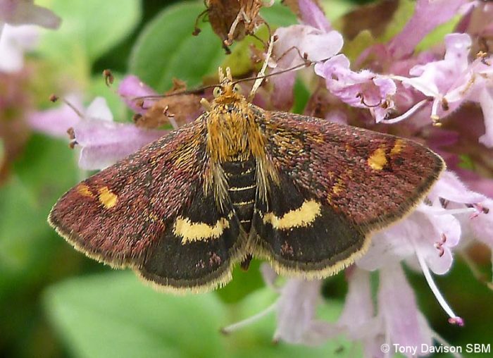 Pyrausta aurata