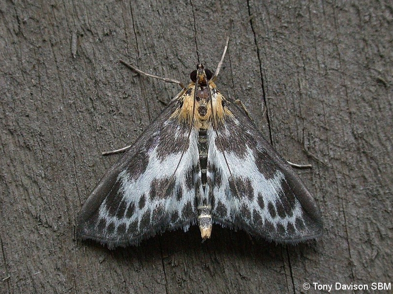 Anania hortulata - Small Magpie