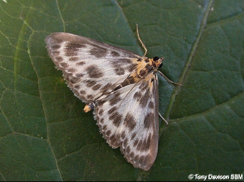 Anania hortulata - Small Magpie