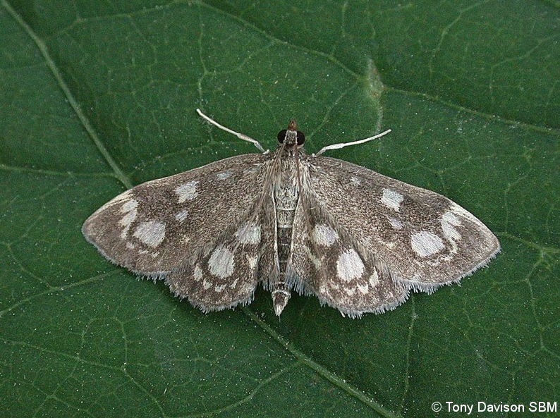 Anania coronata (Elder Pearl)  - 25th July 2020 - Melbourne - Tony Davison