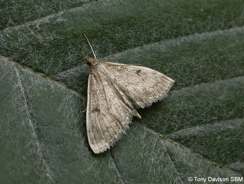 phlyctaenia-perlucidalis