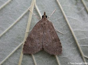 Udea prunalis