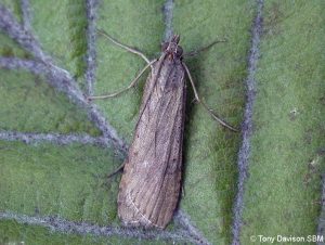 Nomophila noctuella