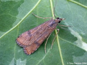 Nomophila noctuella