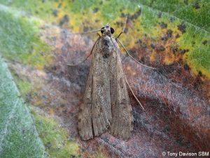 Nomophila noctuella