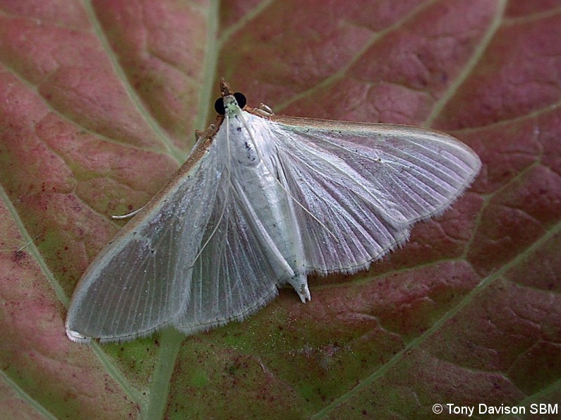63.048 BF1408 - Crambidae - Spilomelinae - Palpita vitrealis