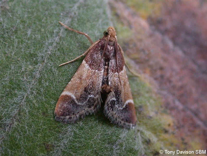 62.072 BF1417 - Pyralidae - Pyralinae - Pyralia farinalis