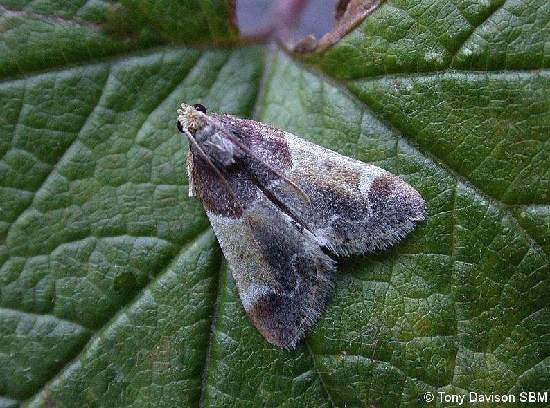 62.072 BF1417 - Pyralidae - Pyralinae - Pyralia farinalis