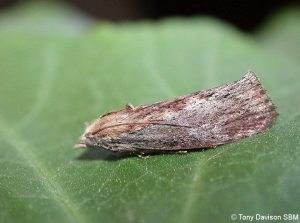 62.006 BF1425Galleria mellonellaWax Moth