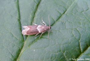 62.007 BF1433Cryptoblabes bistrigaDouble-striped Knot-horn