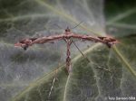 45.010 BF1497 – Beautiful Plume (Amblyptilia acanthadactyla)