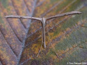 45.044 BF1524 - Pterophoridae - Pterophorinae - Emmelina monodactyla
