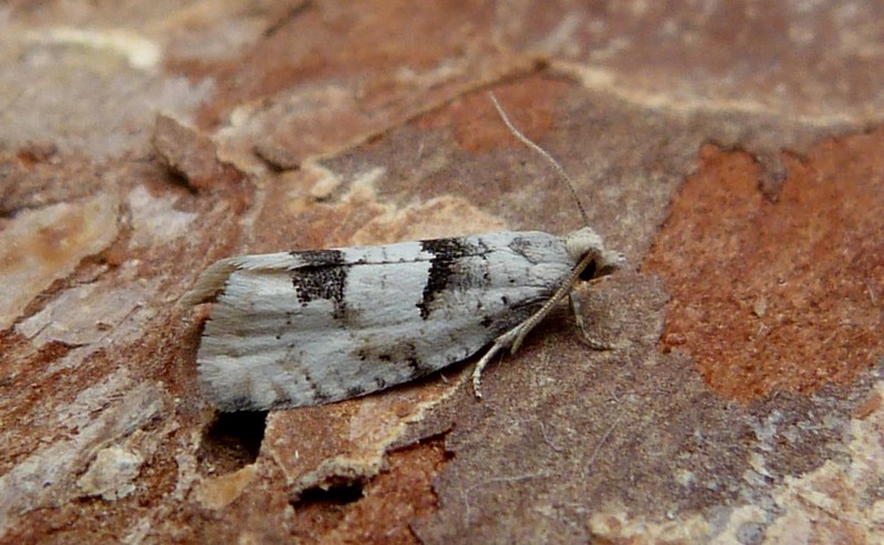 49.254 BF1133 - Tortricidae - Olethruetinae - Epinotia bilunana