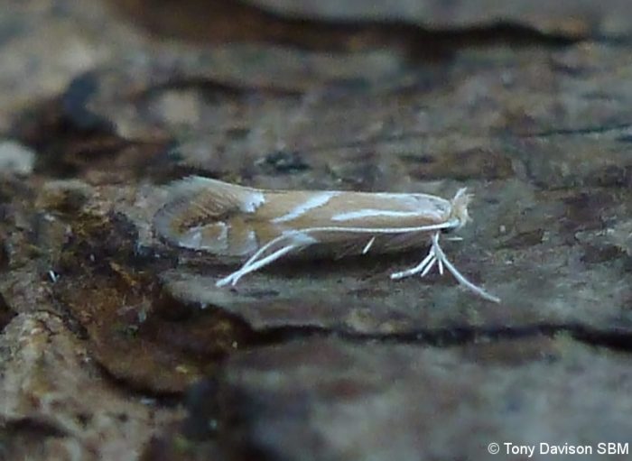 15.053 BF332a - Gracillariidae - Lithocolletinae - Phyllonorycter leucographella - Will Soar
