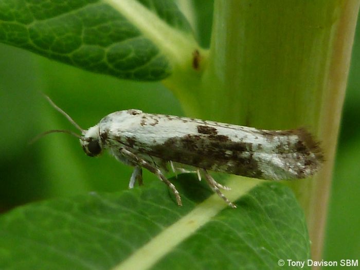 22.002 BF449 - Praydidae - Prays fraxinella