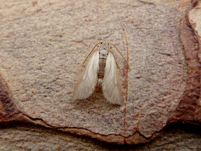 63.115 BF1331 - Crambidae - Acentropinae - Water Veneer - Acentria ephemerella