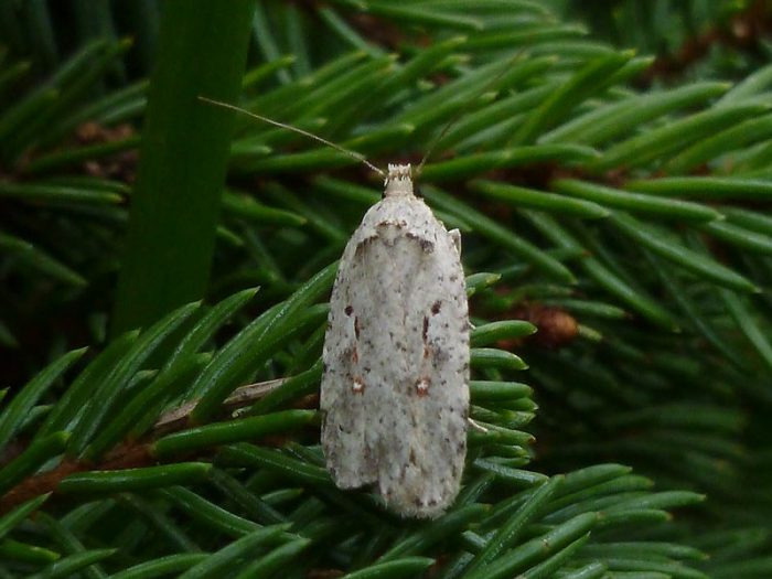 Agonopterix ocellana