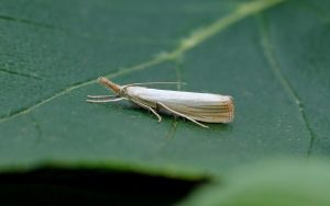 63.093 BF1304Agriphila straminellaStraw Grass Moth