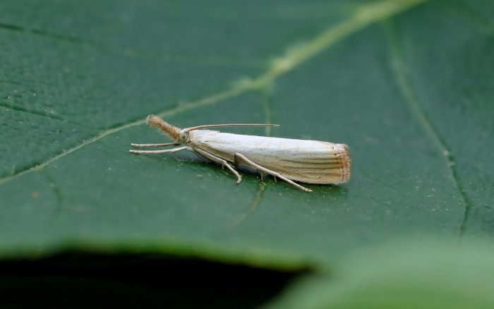 Agriphila straminella