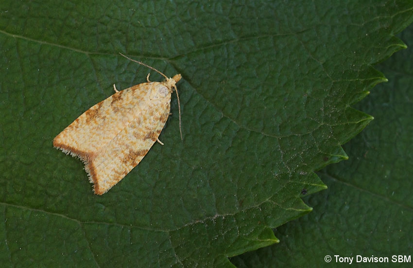 49.060 BF1032 - Tortricidae - Tortricinae - Aleimma loeflingiana