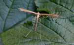 45.012 BF1509 – Brown Plume (Stenoptilia pterodactyla)
