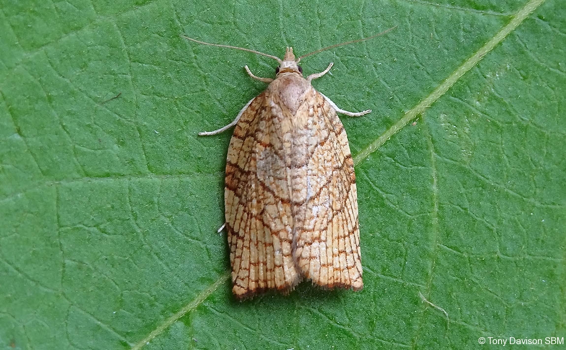 49.024 BF969 - Tortricidae - Tortricinae - Pandemis corylana - Chequered-Fruit-Tree