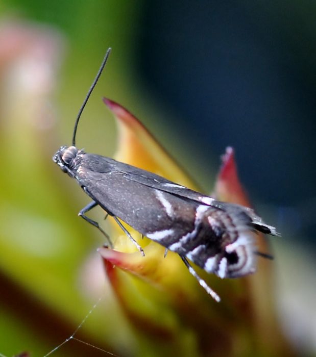 19.007 BF391 - Glyphipterigidae - Glyphipteriginae - Glyphipterix simpliciella
