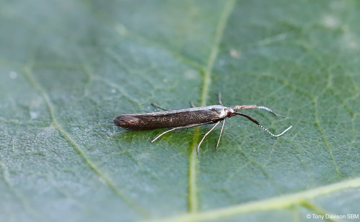 37.048 BF518 - Coleophoridae - Coleophora mayrella