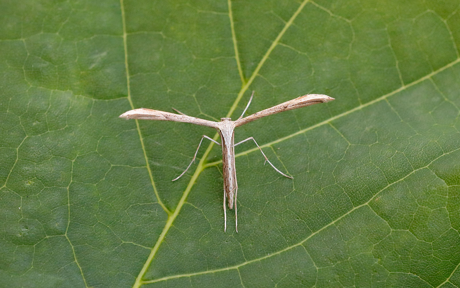 45.044 BF1524 - Pterophoridae - Pterophorinae - Emmelina monodactyla