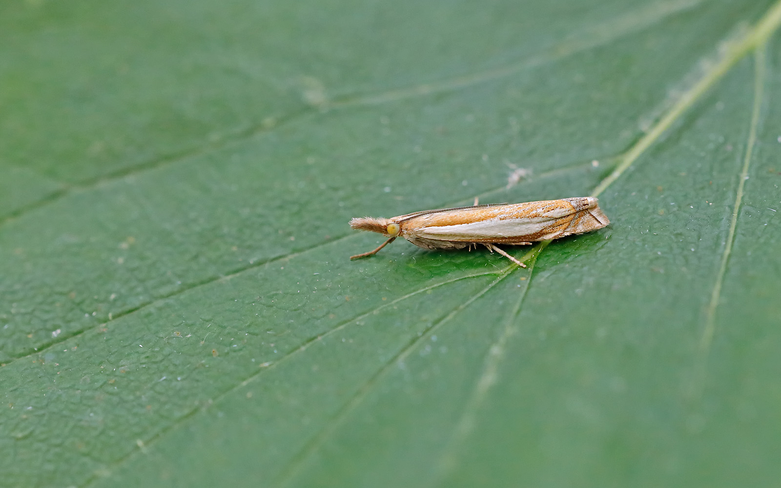 63.081 BF1294 - Crambidae - Crambinae - Crambus pascuella