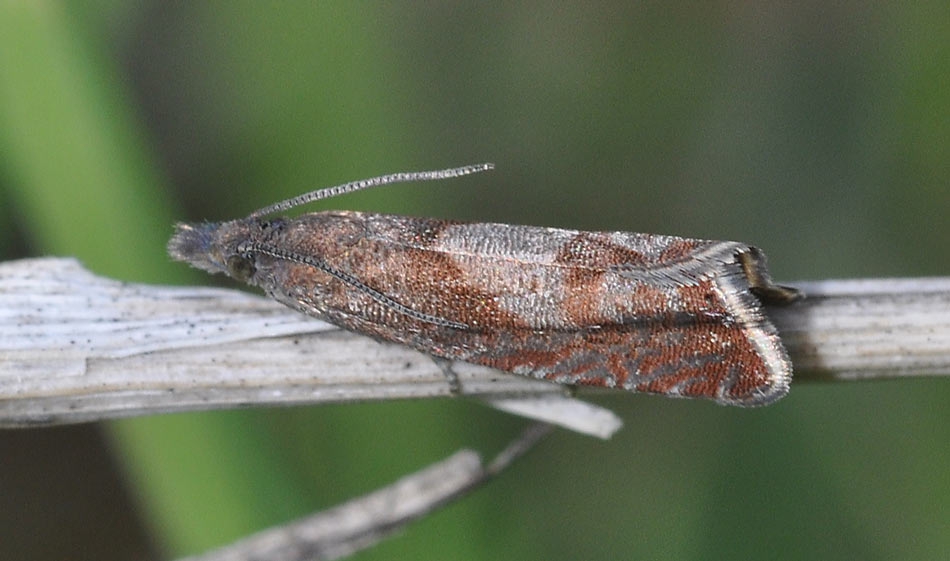 49.313 BF1277 - Tortricidae - Olethreutinae - Dichroampha acuminatana