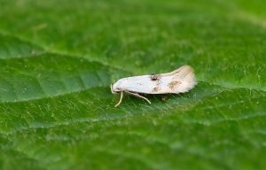 38.039 BF609Elachista maculicerusellaCanary-grass Miner