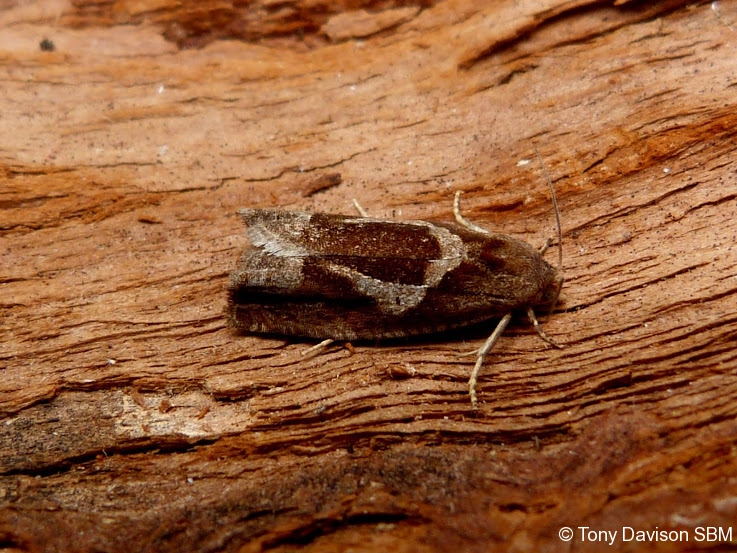 49.288 BF1183 - Tortricidae - Olethreutinae - Epiblema foenella